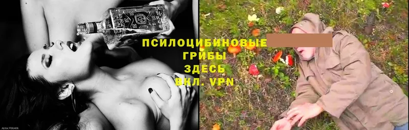 дарк нет клад  Ворсма  Галлюциногенные грибы Psilocybe 